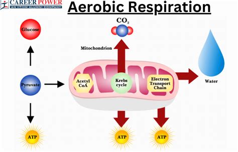 aerobic respiration occurs in the|aerobic respiration chart.